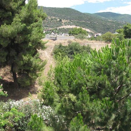 Aiolos لوترا إديبسو المظهر الخارجي الصورة